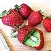 Foto 20 Stück veredelte Kiwi-Erdbeer samen leicht zu kultivieren schnell wachsende einfach zu handhaben Bonsai Köstliche Obstgarten-Pflanzen dekoration für den Garten-Hausbau Kiwi Erdbeer samen Eine Gr