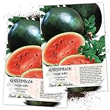 Seed Needs, Sugar Baby Watermelon (Citrullus lanatus) Twin Pack of 100 Seeds Each Non-GMO Photo, best price $4.85 ($0.05 / Count) new 2024