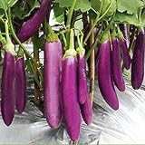 Aamish 40 piezas de semillas de hortalizas de berenjena largas púrpuras japonesas Foto, mejor precio 14,99 € nuevo 2024