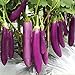 Foto Aamish 40 piezas de semillas de hortalizas de berenjena largas púrpuras japonesas