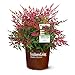 Photo Southern Living Obsession Nandina 2 Gal, Bright Red Foliage
