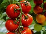 Tomate - Harzfeuer F1 Hybrid - legendär - platzfest - krankheitsresistent - 10 Samen Foto, bester Preis 1,95 € neu 2024
