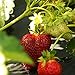 Photo 10 Chandler Strawberry Plants - Best southern strawberries, Organic, Junebearing