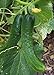 Photo Japanese Climbing Cucumber Seeds - Tender, Crisp, and Delicious!! High yields!!!(25 - Seeds)