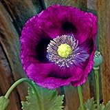 Poppy Seeds - Laurens Grape - Packet, Purple, Flower Seeds, Open Pollinated, Attracts Pollinators, Dry Area Tolerant, Container Garden, Easy to Grow Maintain Photo, best price $5.45 ($34.06 / Ounce) new 2024