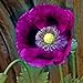 Photo Poppy Seeds - Laurens Grape - Packet, Purple, Flower Seeds, Open Pollinated, Attracts Pollinators, Dry Area Tolerant, Container Garden, Easy to Grow Maintain