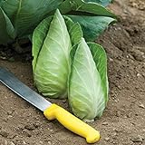 David's Garden Seeds Cabbage Caraflex 9744 (Green) 25 Non-GMO, Hybrid Seeds Photo, best price $3.95 new 2024