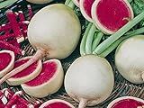 Radieschen - Radies - Winterradieschen - Wassermelone (100 Samen) Foto, bester Preis 2,15 € (0,02 € / stück) neu 2024