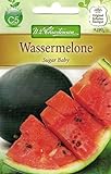 Chrestensen Wassermelone 'Sugar Baby' Foto, bester Preis 2,33 € neu 2024