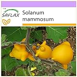 SAFLAX - Ubre de vaca - 10 semillas - Solanum mammosum Foto, mejor precio 3,95 € nuevo 2024