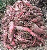 Red Mangel Mammoth Beet Seeds for Fodder or Survival Giant Up to 15 LB! 311C (1500 Seeds, or 1 oz) Photo, best price $9.79 new 2024