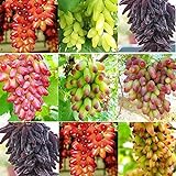 SAVIORD 100pcs Mixed Sweet Seedless Grape Fruit Seeds Photo, best price $10.30 new 2024