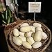 Photo Dragon Eggs Seeds for Planting - 20 Seeds - White Cucumber Seeds - Ships from Iowa, USA