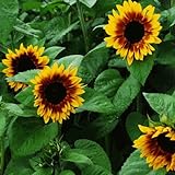 25+ Seeds (BTL) Sunflower : Pro Cut Bicolor Sunflower Fresh Photo, best price $26.00 new 2024