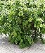 Foto Korkenzieher - Haselnuss- Corylus avellana 'Contorta' Haselnuß Strauch 3 L Topf gewachsen