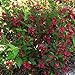 Photo Two- #1 Gallon Potted Red Prince Weigela Shrubs Plants