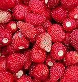 Monatserdbeere Red Wonder - Wald-Erdbeere - 100 Samen Foto, bester Preis 1,60 € neu 2024
