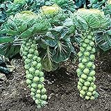 NIKA SEEDS - Vegetable Brussels Sprout Cabbage Green (Possible to Grow Indoor) - 150 Seeds Photo, best price $6.95 ($0.05 / Count) new 2024