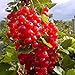 Foto Müllers Grüner Garten Shop Rosetta, großfrüchtige rote Johannisbeere, aromatischer Geschmack, Busch im 3 Liter Topf