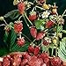 Photo David's Garden Seeds Fruit Strawberry Mignonette 2210 (Red) 50 Non-GMO, Heirloom Seeds
