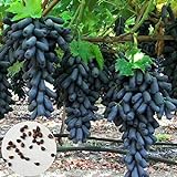 Samen für Pflanzen, 100 Stück schwarze Finger Traubenkerne leckere Obstpflanze Garten Bonsai Dach Dekor – Traubensamen Foto, bester Preis 5,24 € neu 2024
