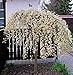 Foto Salix caprea Pendula Kilmarnock hängende Kätzchenweide Weide Stamm Stämmchen viele Größen (Stammhöhe 60 cm)
