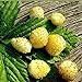 Photo Seeds Alpine Strawberry Yellow Everbearing Indoor Berries Fruits for Planting Non GMO