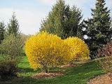 Lynwood Gold Forsythia Bush - Yellow Flowering Shrub - Live Plants Shipped 2 Feet Tall by DAS Farms (No California) Photo, best price $44.95 new 2024