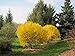 Photo Lynwood Gold Forsythia Bush - Yellow Flowering Shrub - Live Plants Shipped 2 Feet Tall by DAS Farms (No California)