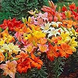 Asiatic Lilies Mix (10 Pack of Bulbs) - Freshly Dug Perennial Lily Flower Bulbs Photo, best price $21.67 ($2.17 / Count) new 2024