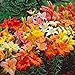 Photo Asiatic Lilies Mix (10 Pack of Bulbs) - Freshly Dug Perennial Lily Flower Bulbs