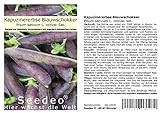 Seedeo® Kapuzinererbse 'Blauwschokker' (Pisum sativum L. convar. sat.) ca. 100 Samen BIO Foto, bester Preis 2,95 € neu 2024