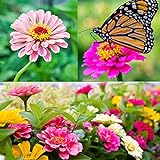 Zinnia Seeds for Planting Outdoors, Over 480 Seeds Giving You The Zinnia Flowers You Need, Zinnia Elegans, 4.2 Grams, Non-GMO Photo, best price $4.97 new 2024