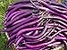 Foto la semilla de berenjena púrpura 200PC. semillas de plantas hortícolas verde natural. Sencillo establecimiento del jardín