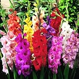 Mixed Gladiolus Flower Bulbs - 50 Bulbs Assorted Colors Photo, best price $24.99 new 2024
