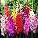 Photo Mixed Gladiolus Flower Bulbs - 50 Bulbs Assorted Colors