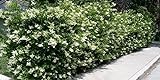 Ligustrum Japonicum 'Recurvifolium' - Curled Leaf Privet - 20 Live Plants - Evergreen Privacy Hedge Photo, best price $79.98 new 2024