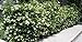 Photo Ligustrum Japonicum 'Recurvifolium' - Curled Leaf Privet - 20 Live Plants - Evergreen Privacy Hedge