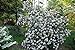 Photo Pragense Viburnum Bush - White Flowering Shrub - Live Plant Shipped 1 to 2 Feet Tall - Best Privacy Hedge by DAS Farms (No California)