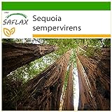 SAFLAX - Secuoya roja - 50 semillas - Con sustrato estéril para cultivo - Sequoia sempervirens Foto, mejor precio 4,45 € nuevo 2024