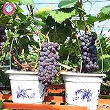 50pcs Traubenkerne Bonsai Früchte schwarz Traubenkerne Dwarf Trauben Baum leicht japanische Fruchtsamen für zu Hause Garten Bepflanzung wachsen Foto, bester Preis 14,49 € neu 2024