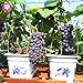 Foto 50pcs Traubenkerne Bonsai Früchte schwarz Traubenkerne Dwarf Trauben Baum leicht japanische Fruchtsamen für zu Hause Garten Bepflanzung wachsen