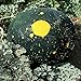 Photo Burpee Moon & Stars Heirloom Watermelon Seeds 30 seeds