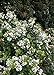 Photo Spring Sonata Indian Hawthorne (2 Gallon) Flowering Evergreen Shrub with White Blooms - Full Sun to Part Shade Live Outdoor Plant - Southern Living Plants