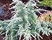 Photo Silver Mist Deodar Cedar - Dwarf Shrub With White-Tipped Leaves - 3 -Year Live Plant