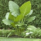 Elephant Ears (colocasia) 3 Bulb- bold tropical effect to and landscape. Photo, best price $8.25 new 2024