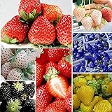 Oce180anYLVUK Erdbeersamen, 100 Stück/Beutel Mehrfarbige Vitaminreiche Erdbeersamen GVO-freie Fruchtsämlinge Für Die Landwirtschaft Schwarz Foto, bester Preis 4,03 € neu 2024