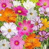 Bulk Package of 7,000 Seeds, Crazy Mix Cosmos (Cosmos bipinnatus) Non-GMO Seeds by Seed Needs Photo, best price $12.99 ($0.00 / Count) new 2024