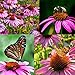 Photo Purple Coneflower Seeds, Over 5300 Echinacea Seeds for Planting, Non-GMO, Heirloom Flower Seeds