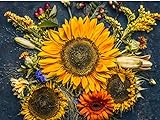 Sunflower Autumn 20K (CHK) Seeds Or 1 Pound Photo, best price $129.00 new 2024